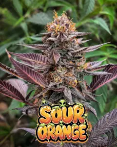 Sour Orange strain cannabis buds with bright orange citrus tones and dense trichomes, high THC citrus diesel hybrid cannabis seeds UK