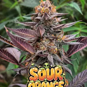 Sour Orange strain cannabis buds with bright orange citrus tones and dense trichomes, high THC citrus diesel hybrid cannabis seeds UK