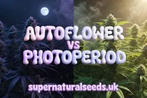 Autoflower vs Photoperiod: What’s the difference? Ultra-realistic split banner comparing autoflower cannabis (bright daytime theme) and photoperiod cannabis (dark night theme) with glossy 3D bubble text – Supernatural Seeds UK Shorter Alt Text (if you need it for social m