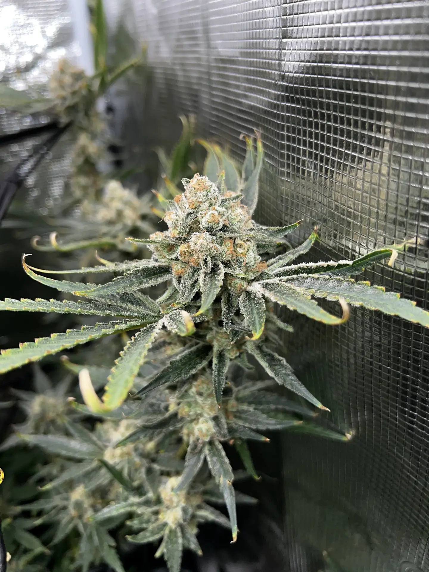 Biscotti Lime strain supernatural seeds