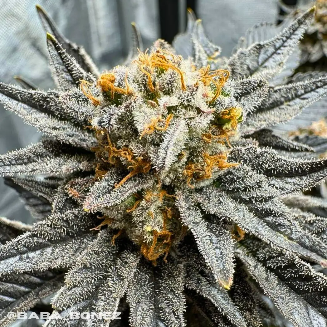 Biscotti Lime Cannabis Seeds | Feminized Photoperiod - Image 3