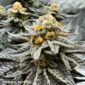 Biscotti lime strain supernatural seeds uk cannabis seeds high THC Cannabis seeds