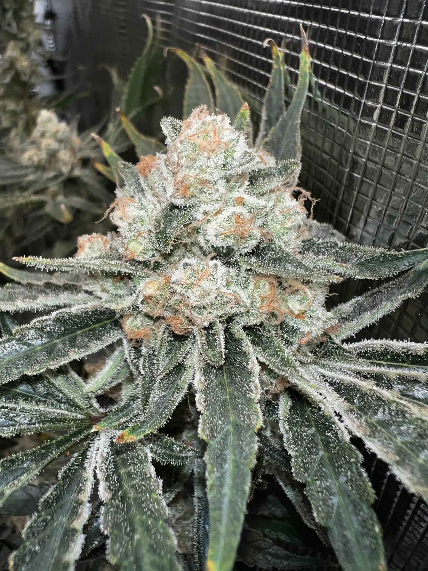 Biscotti Lime strain supernatural seeds