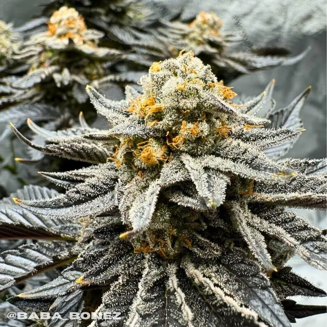Biscotti lime strain supernatural seeds uk cannabis seeds high THC Cannabis seeds