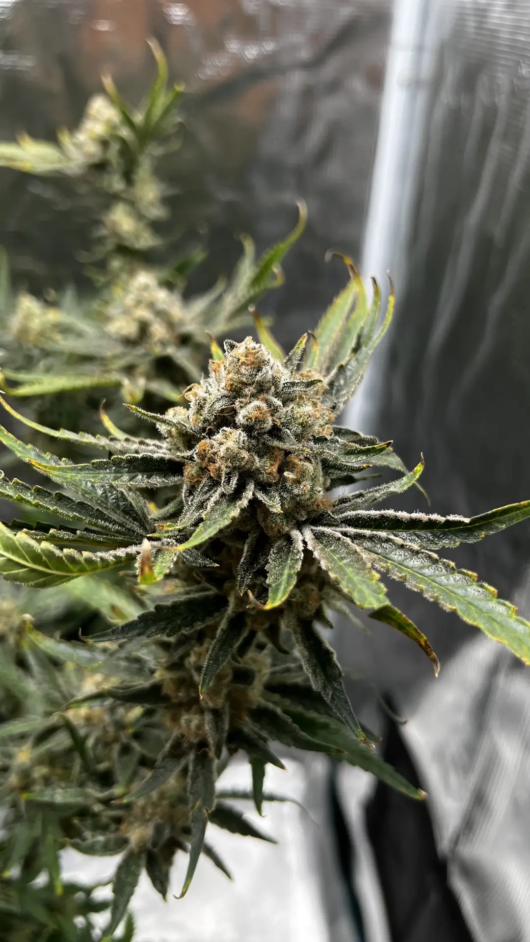 Biscotti Lime strain supernatural seeds