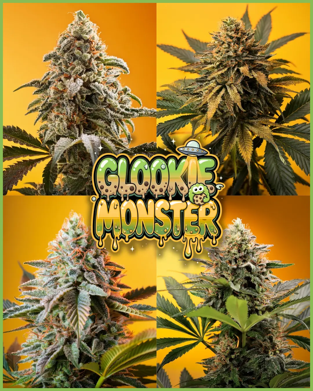 GLOOKIE MONSTER SEEDS STRAIN COLLAGE SUPERNATURAL SEEDS UK FEMINIZED SEEDS