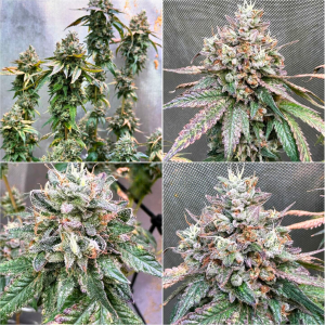 Ice Cream Cake strain supernatural seeds UK Cannabis seeds