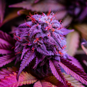 Raspberry Runtz strain feminized cannabis seeds by Supernatural Seeds UK with frosty berry dessert genetics