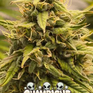 Champagne Octane cannabis seeds combine Octane OG × Champagne Kush with 30–35% THC potential, heavy diesel-Kush flavour and a fast 50–55 day flowering time.Close-up macro photograph of a dense Champagne Octane cannabis bud, showcasing its frosty trichomes, vibrant green sugar leaves, and orange pistils. The bud is covered in resinous crystals with subtle purple hues. At the bottom, a colorful cartoon logo features three smiling aliens and bubbly text reading "CHAMPAGNE OCTANE" in a glossy, dripping champagne-and-gold gradient style.