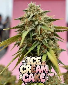 ice cream cake strain Close-up of a large, frosty cannabis bud of the Ice Cream Cake strain, densely covered in sparkling white trichomes with bright orange pistils weaving through vivid green leaves. The cola is tall and chunky with heavy resin frosting. Overlaid is a colorful, dripping cartoon-style text graphic that reads “ICE CREAM CAKE” in a playful melted-ice-cream font — “ICE” in cream-yellow, “CREAM” in chocolate brown, “CAKE” in soft pink — decorated with cute cartoon aliens, a little octopus, dripping goo effects, sparkles, and a tiny cake-with-cherry icon.