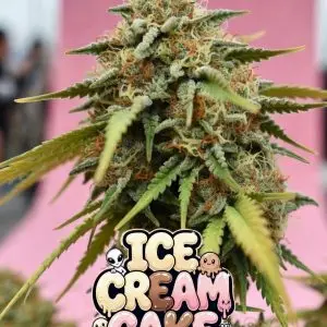 ice cream cake strain Close-up of a large, frosty cannabis bud of the Ice Cream Cake strain, densely covered in sparkling white trichomes with bright orange pistils weaving through vivid green leaves. The cola is tall and chunky with heavy resin frosting. Overlaid is a colorful, dripping cartoon-style text graphic that reads “ICE CREAM CAKE” in a playful melted-ice-cream font — “ICE” in cream-yellow, “CREAM” in chocolate brown, “CAKE” in soft pink — decorated with cute cartoon aliens, a little octopus, dripping goo effects, sparkles, and a tiny cake-with-cherry icon.