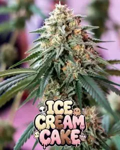 ice cream cake feminized cannabis plant tall and frosty for supernatural seeds