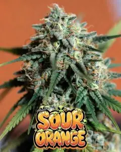 Sour orange strain Close-up of a dense, frosty cannabis bud of the strain Sour Orange, coated in a thick layer of sparkling white trichomes and vivid orange pistils. The bud shows bright green tones with heavy resin coverage. Overlaid is bold, dripping graphic text “SOUR ORANGE” in a vibrant orange-to-yellow gradient with glowing starry sparkles, green slime drips, and several cute cartoon aliens with UFOs peeking out from the letters.