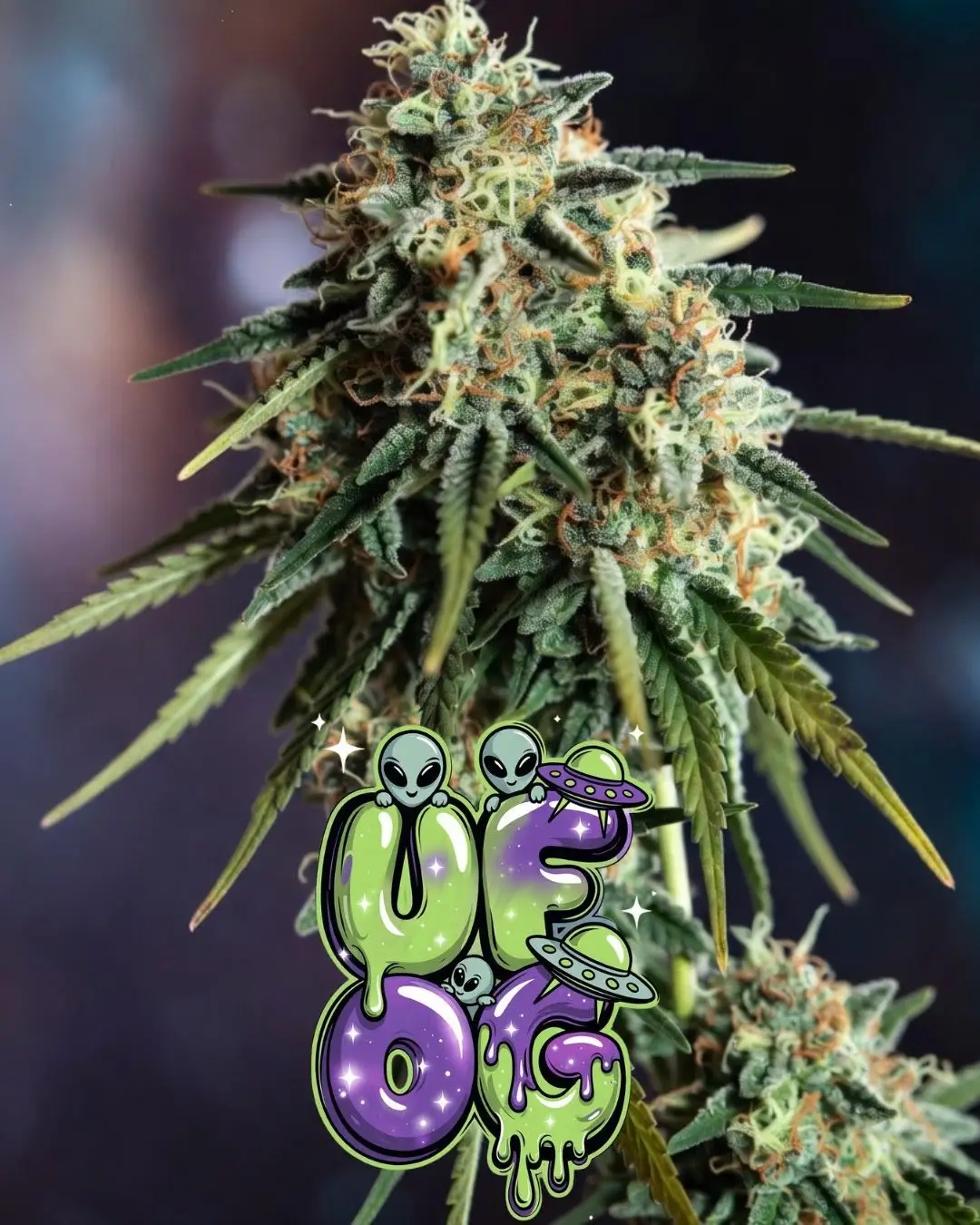 UFOG Feminized Cannabis Seeds | Alien OG × Star Killer × Skywalker Kush - Image 3