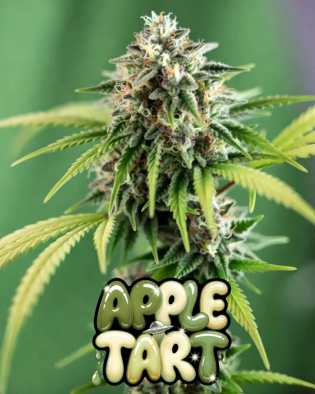 🔥 Buy Dessert Cannabis Seeds | Dessert Galaxy Bundle - Image 4
