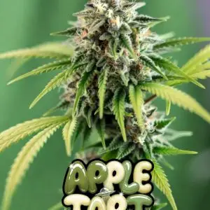 Apple Tart cannabis seeds – Supernatural Seeds UK