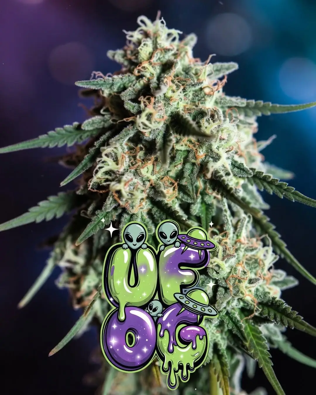 UFOG Feminized Cannabis Seeds | Alien OG × Star Killer × Skywalker Kush - Image 2