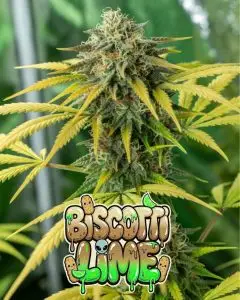 biscotti lime strain Close-up of a tall, frosty cannabis bud of the strain Biscotti Lime, densely coated in sparkling white trichomes with bright orange pistils weaving through vibrant lime-green leaves and calyxes. The cola has a fresh, resinous appearance with yellow-green tones. Surrounding foliage is bright chartreuse green. Overlaid is a bold, glossy, dripping cartoon-style text graphic reading “BISCOTTI LIME” in a fun gradient font from creamy tan-brown to bright lime-green, featuring wet slime drips, sparkling highlights, cute cartoon biscotti cookies with happy faces, lime slices, and a small alien peeking out from the letters.