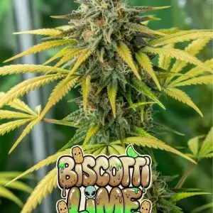 biscotti lime strain Close-up of a tall, frosty cannabis bud of the strain Biscotti Lime, densely coated in sparkling white trichomes with bright orange pistils weaving through vibrant lime-green leaves and calyxes. The cola has a fresh, resinous appearance with yellow-green tones. Surrounding foliage is bright chartreuse green. Overlaid is a bold, glossy, dripping cartoon-style text graphic reading “BISCOTTI LIME” in a fun gradient font from creamy tan-brown to bright lime-green, featuring wet slime drips, sparkling highlights, cute cartoon biscotti cookies with happy faces, lime slices, and a small alien peeking out from the letters.