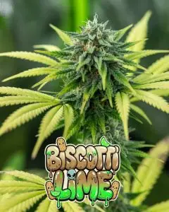 Biscotti Lime feminized cannabis buds with frosty trichomes and vibrant green leaves close-up