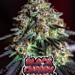black cherry crush strain Close-up of a dense, heavily frosted cannabis bud of the strain Black Cherry Crush Cannabis seeds, featuring deep purple and dark green tones throughout the cola, covered in a thick sparkling layer of white trichomes and vivid orange pistils. The bud shows rich resin coverage with subtle reddish-purple hues. Set against a dark background. Overlaid is a bold, glossy, dripping cartoon-style text graphic reading “BLACK CHERRY CRUSH” in a gradient bubble-letter font from bright red to deep purple, with wet shine effects, sparkles, several cute cartoon aliens peeking out from the letters, and small cherry icons with dripping details.