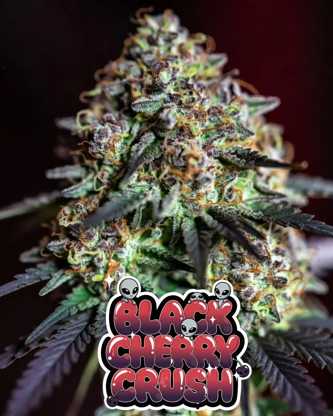 black cherry crush strain Close-up of a dense, heavily frosted cannabis bud of the strain Black Cherry Crush Cannabis seeds, featuring deep purple and dark green tones throughout the cola, covered in a thick sparkling layer of white trichomes and vivid orange pistils. The bud shows rich resin coverage with subtle reddish-purple hues. Set against a dark background. Overlaid is a bold, glossy, dripping cartoon-style text graphic reading “BLACK CHERRY CRUSH” in a gradient bubble-letter font from bright red to deep purple, with wet shine effects, sparkles, several cute cartoon aliens peeking out from the letters, and small cherry icons with dripping details.