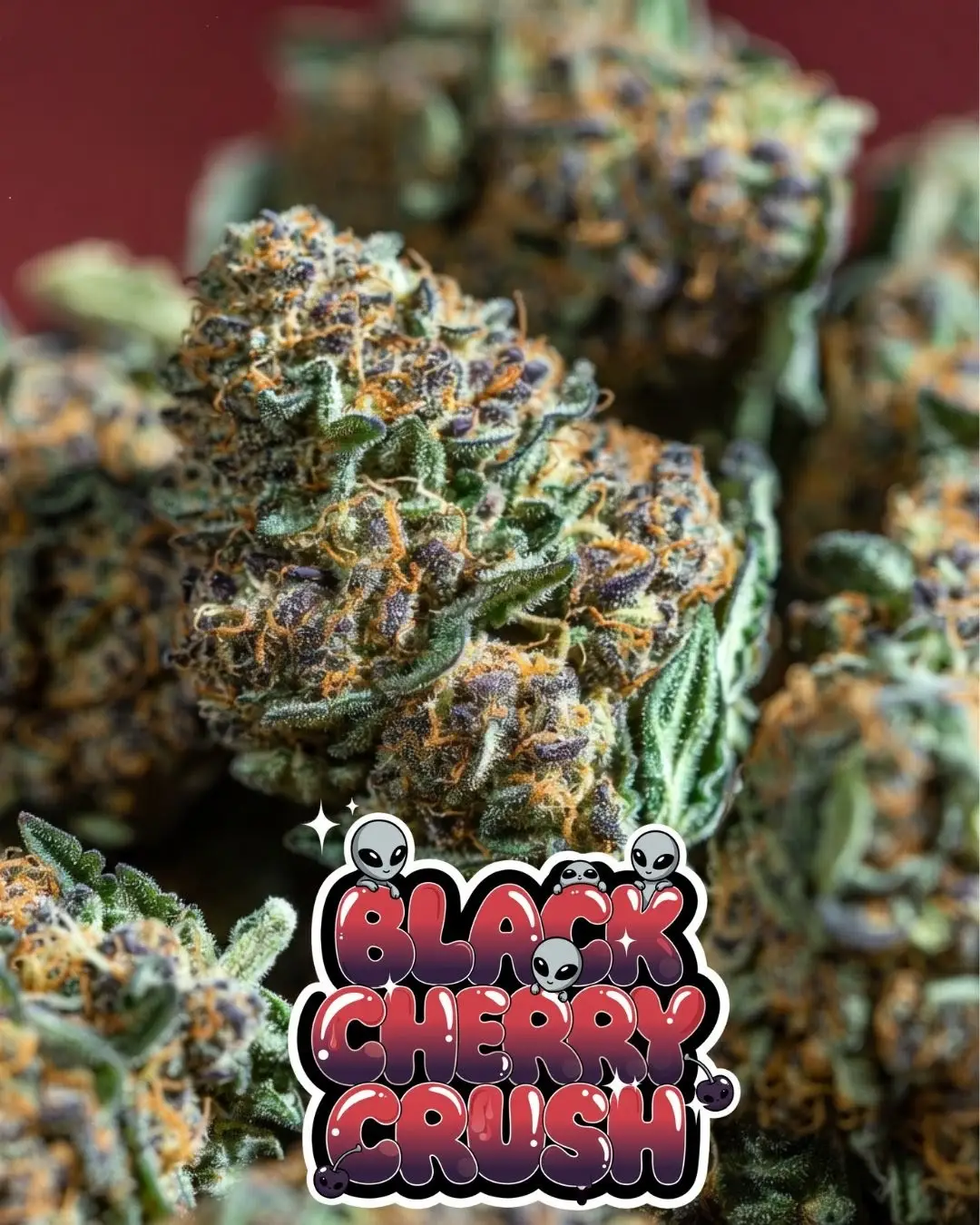 Black Cherry Crush strain cannabis buds close-up with dense frosty trichomes, purple and dark cherry tones, orange pistils, and glossy dripping “BLACK CHERRY CRUSH” text in red-purple gradient with sparkles and cherry-themed graphics.