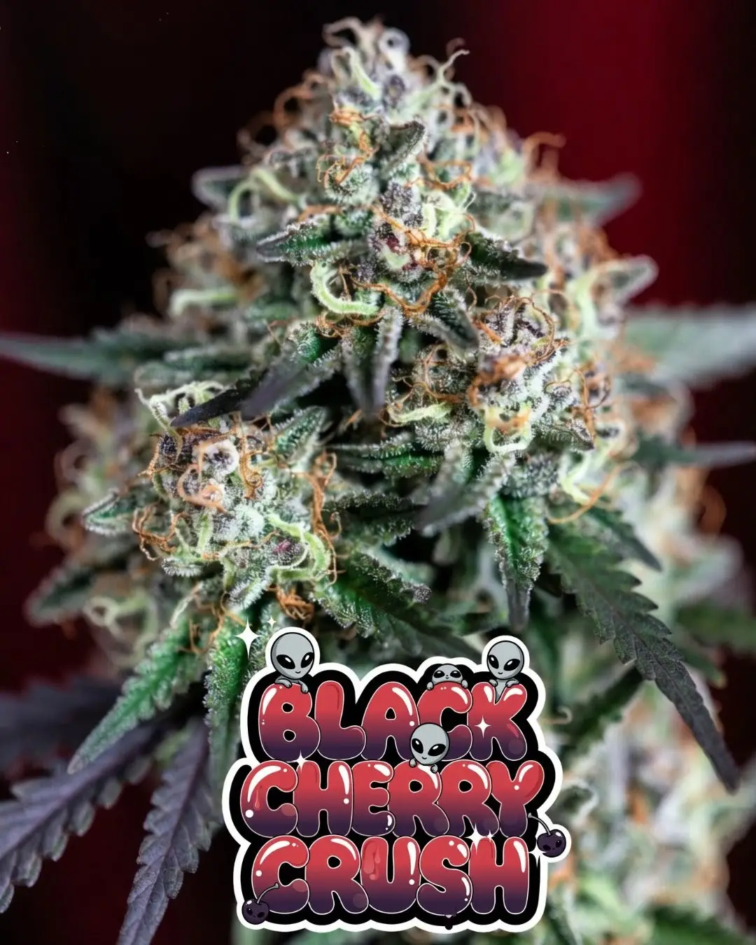Black Cherry Crush | Feminized Photoperiod | (Black Sugar × Forbidden Fruitz × Cherry Runtz) - Image 3