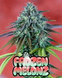 Frozen Melonz strain cannabis strain featuring dense, resin-covered buds with sweet melon and fruity terpene notes. Premium photoperiod cannabis seeds from Supernatural Seeds UK.