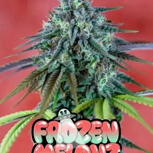 Frozen Melonz strain cannabis strain featuring dense, resin-covered buds with sweet melon and fruity terpene notes. Premium photoperiod cannabis seeds from Supernatural Seeds UK.
