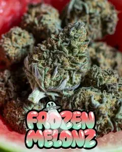 Frozen Melonz strain cannabis buds by Supernatural Seeds UK