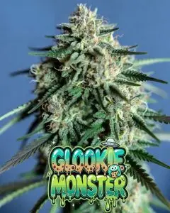 Close-up of dense, frosty cannabis buds of the strain Glookie Monster, covered in a thick layer of sparkling white trichomes with bright orange pistils weaving through vibrant green and subtle purple-tinged foliage. Multiple chunky colas are shown against a blue background. Overlaid is a bold, dripping cartoon-style text graphic reading βGLOOKIE MONSTERβ in a fun gradient font from teal to green, with brown cookie-like spots, green slime drips, sparkles, a small UFO, and a cute little cookie monster character peeking out from the letters.