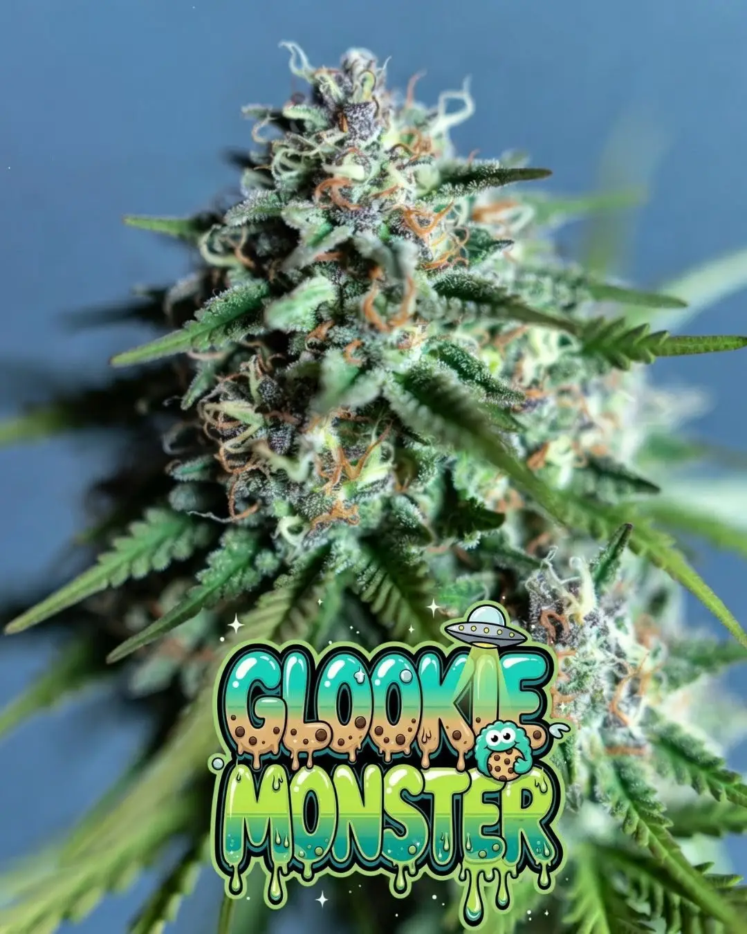 Glookie Monster Feminized Cannabis Seeds (Thin Mint Girl Scout Cookies x OG Kush x Gorilla Glue) - Image 3