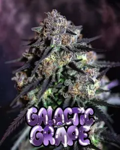 a purple cannabis main cola with text galactic grape by superntaural seeds