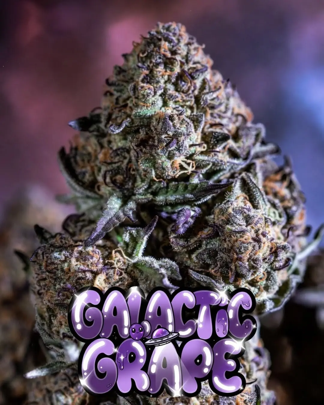 galactic grape autoflower plant photo for supernatural seeds blog