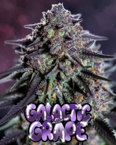 Close-up of a highly frosty cannabis bud of the strain Galactic Grape, featuring deep purple hues throughout the dense cola, covered in a thick layer of shimmering white trichomes and scattered bright orange pistils. The bud shows vibrant green undertones mixed with rich grape-like purples. Set against a dark cosmic background. Overlaid is a bold, shiny, dripping cartoon-style text graphic reading “GALACTIC GRAPE” in glossy purple-to-lighter-purple bubble letters with glowing sparkles, slime drips, starry effects, and a cute little purple alien holding a tiny UFO peeking out from the text.