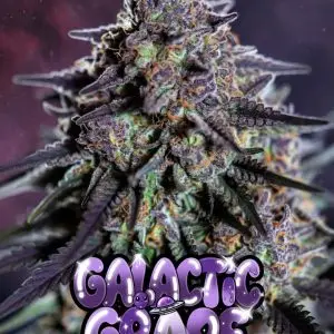 galactic grape strain Close-up of a highly frosty cannabis bud of the strain Galactic Grape, featuring deep purple hues throughout the dense cola, covered in a thick layer of shimmering white trichomes and scattered bright orange pistils. The bud shows vibrant green undertones mixed with rich grape-like purples. Set against a dark cosmic background. Overlaid is a bold, shiny, dripping cartoon-style text graphic reading “GALACTIC GRAPE” in glossy purple-to-lighter-purple bubble letters with glowing sparkles, slime drips, starry effects, and a cute little purple alien holding a tiny UFO peeking out from the text.