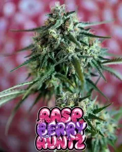 Close-up of a dense, frosty cannabis bud of the strain Raspberry Berry Runtz, thickly coated in sparkling white trichomes and vivid orange pistils. The bud has bright green tones with purple undertones visible in some areas. Overlaid is a bold, glossy, dripping cartoon-style text graphic that reads “RASP BERRY RUNTZ” in vibrant pink-to-purple bubble-letter font with a shiny wet look, decorated with cute cartoon raspberries, little alien faces, sparkles, and dripping slime effects around the letters.