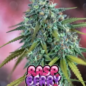 raspberry runtz cannabis seeds photo of a large main cola with raspberry runtz bubble text logo