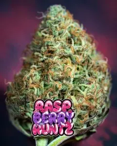 a close up of a large cannabis nug called raspberry runtz for best feminized cannabis seeds blog