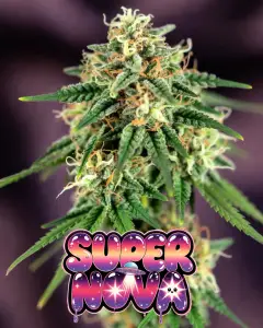 Supernova strain auto: Close-up of a frosty cannabis bud of the strain Super Nova, covered in sparkling white trichomes and bright orange pistils. The dense, resinous cola has a vibrant green base with purple undertones. Large, colorful graphic text overlay reads “SUPER NOVA” in a bold, dripping, psychedelic font with a purple-to-pink-to-blue galaxy gradient, starry sparkles, a small flying saucer, and cute dripping slime effects.