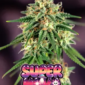 Supernova auto strain: Close-up of a frosty cannabis bud of the strain Super Nova, covered in sparkling white trichomes and bright orange pistils. The dense, resinous cola has a vibrant green base with purple undertones. Large, colorful graphic text overlay reads “SUPER NOVA” in a bold, dripping, psychedelic font with a purple-to-pink-to-blue galaxy gradient, starry sparkles, a small flying saucer, and cute dripping slime effects.