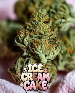 close up photo of ice cream cake cannabus nugs with sweet pink background