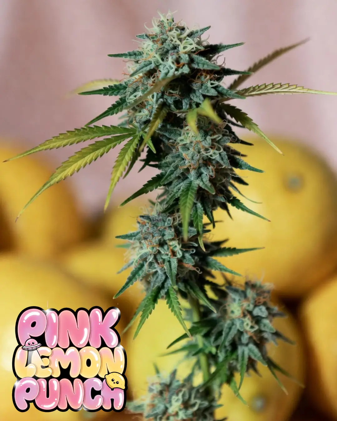 Pink Lemon Punch Strain | (Pink Panties × Raspberry Sorbet × Chemdog) - Image 3