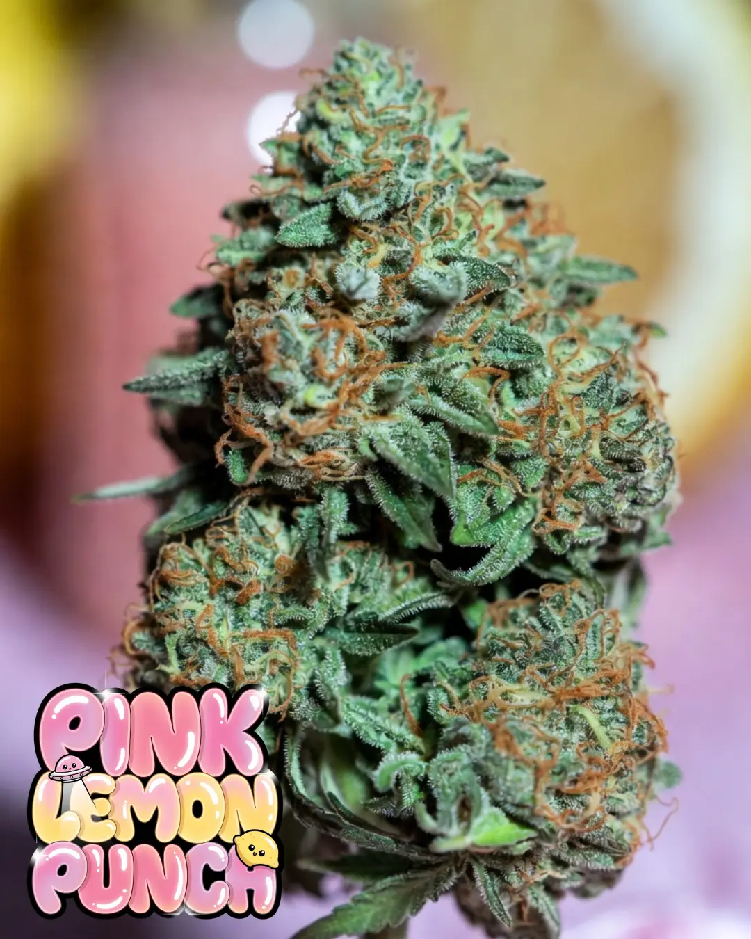 Pink Lemon Punch Strain | (Pink Panties × Raspberry Sorbet × Chemdog) - Image 2
