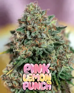 pink lemon punch cannabis seeds close up cannabis main cola plant with pink lemon punch bubble logo