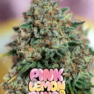 pink lemon punch cannabis seeds close up cannabis main cola plant with pink lemon punch bubble logo