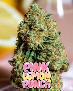 Close-up of a compact, frosty cannabis bud of the strain Pink Lemon Punch, heavily coated in sparkling white trichomes and bright orange pistils. The bud shows vibrant green tones with some yellowish highlights. In the background is a sliced fresh lemon. Overlaid is a bold, glossy, dripping cartoon-style text graphic reading “PINK LEMON PUNCH” in a fun bubble-letter font that gradients from bright pink to soft yellow, decorated with shiny sparkles, a cute cartoon UFO with little alien peeking out, a smiling lemon character, and dripping goo effects around the letters.