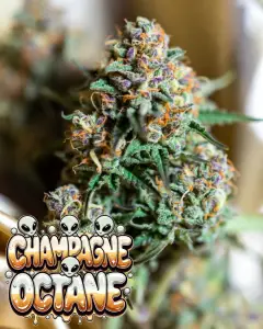 a macro close up of the strain champagne octane with a bubble logo for gassy strains