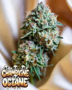 Close-up of a dense, heavily frosted cannabis bud of the strain Champagne Octane, coated in a thick layer of sparkling white trichomes with bright orange pistils curling through vibrant green and subtle purple-toned foliage. Overlaid is a bold, glossy, dripping cartoon-style text graphic reading “CHAMPAGNE OCTANE” in a luxurious gradient from champagne-gold to creamy white, featuring bubbly champagne-like bubbles, wet drips, sparkling highlights, and several cute cartoon aliens peeking out from the letters.